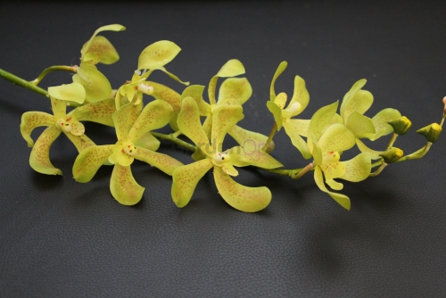 ЦС-06 (Орхидея силикон H-90  cм.)